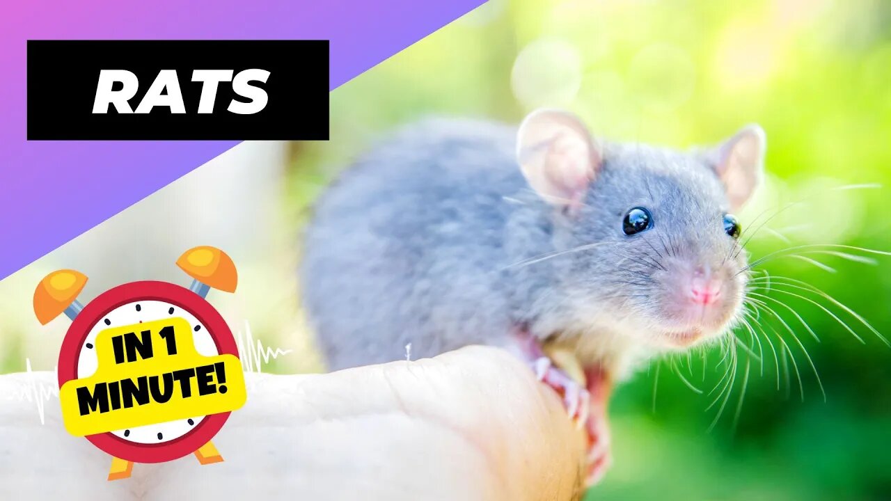 Rats - In 1 Minute! 🐁 One Of The Most Intelligent Animals In The World | 1 Minute Animals