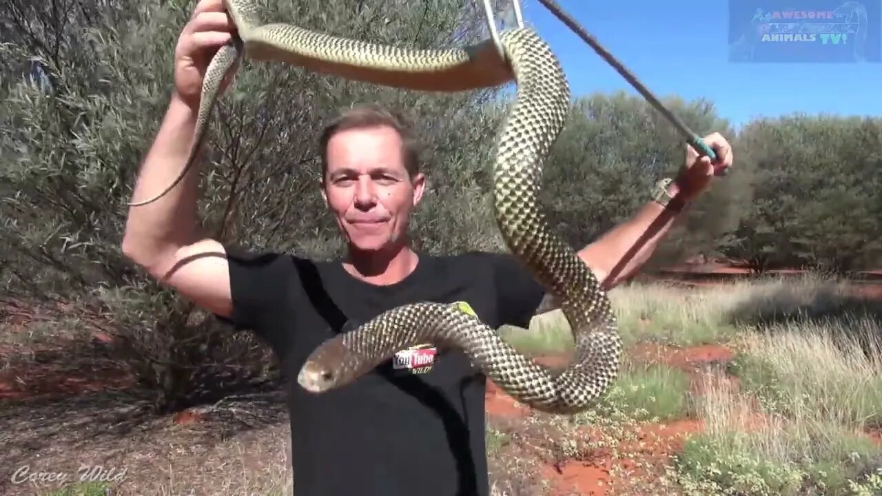 Ultimate King Brown (Mulga Snake)! #venomoussnakes