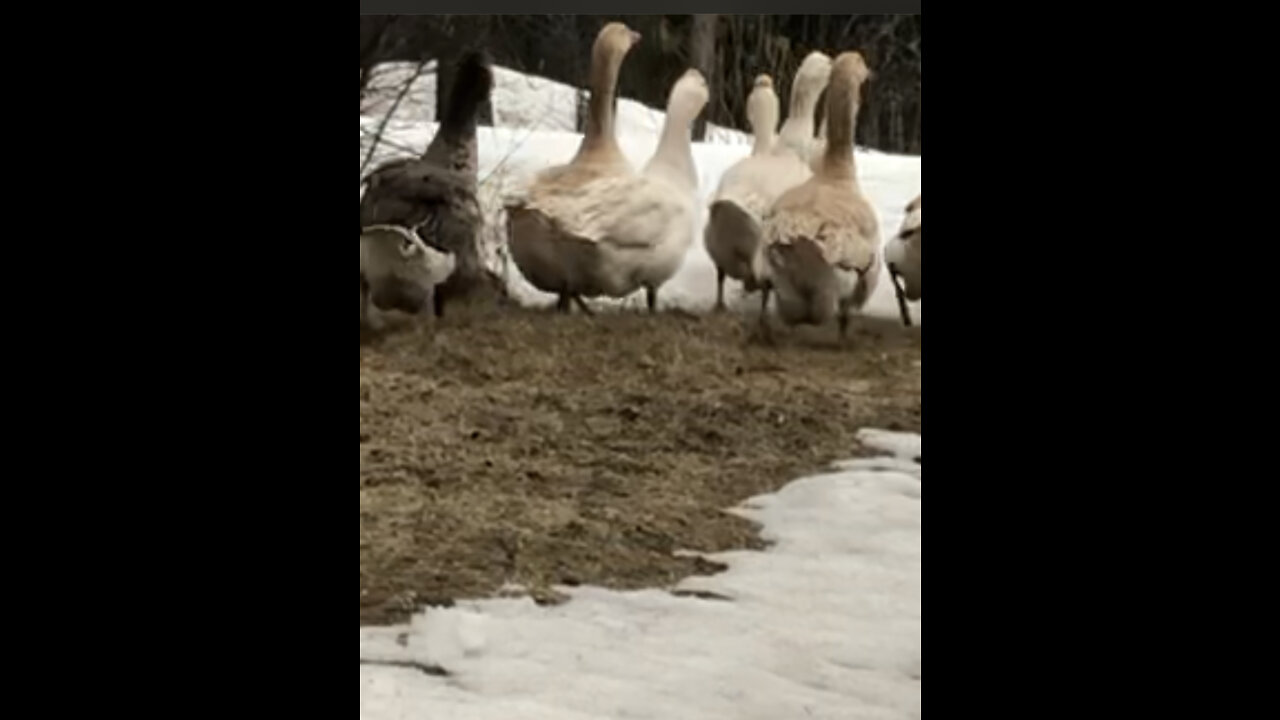 Caught the geese trespassing. They went to Grandma Great’s house.