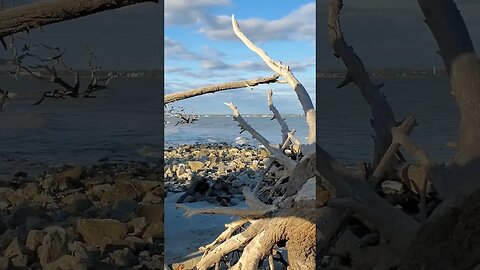 #Driftwood #Beach 🌊 in the #goldenhour 🌅 02 #shorts