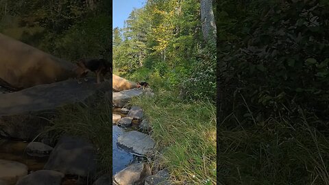 Stinky Likes Her Rocks... ❤️