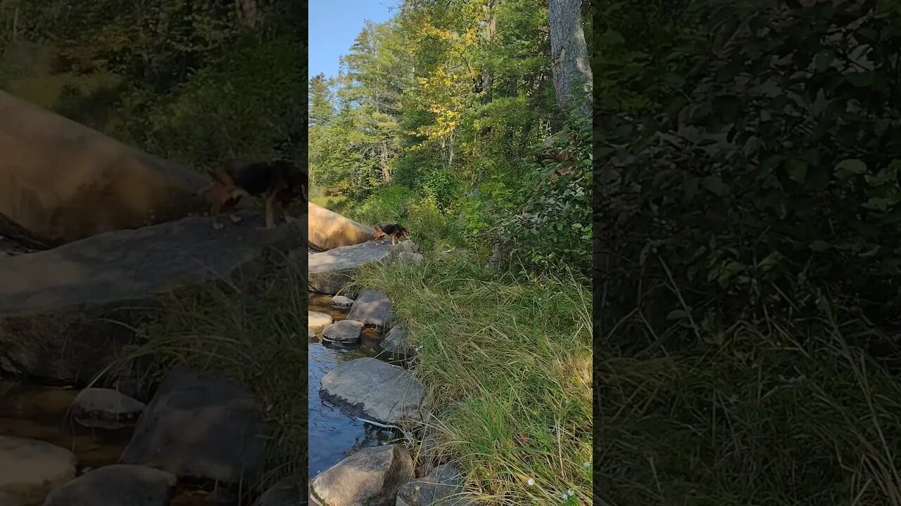 Stinky Likes Her Rocks... ❤️