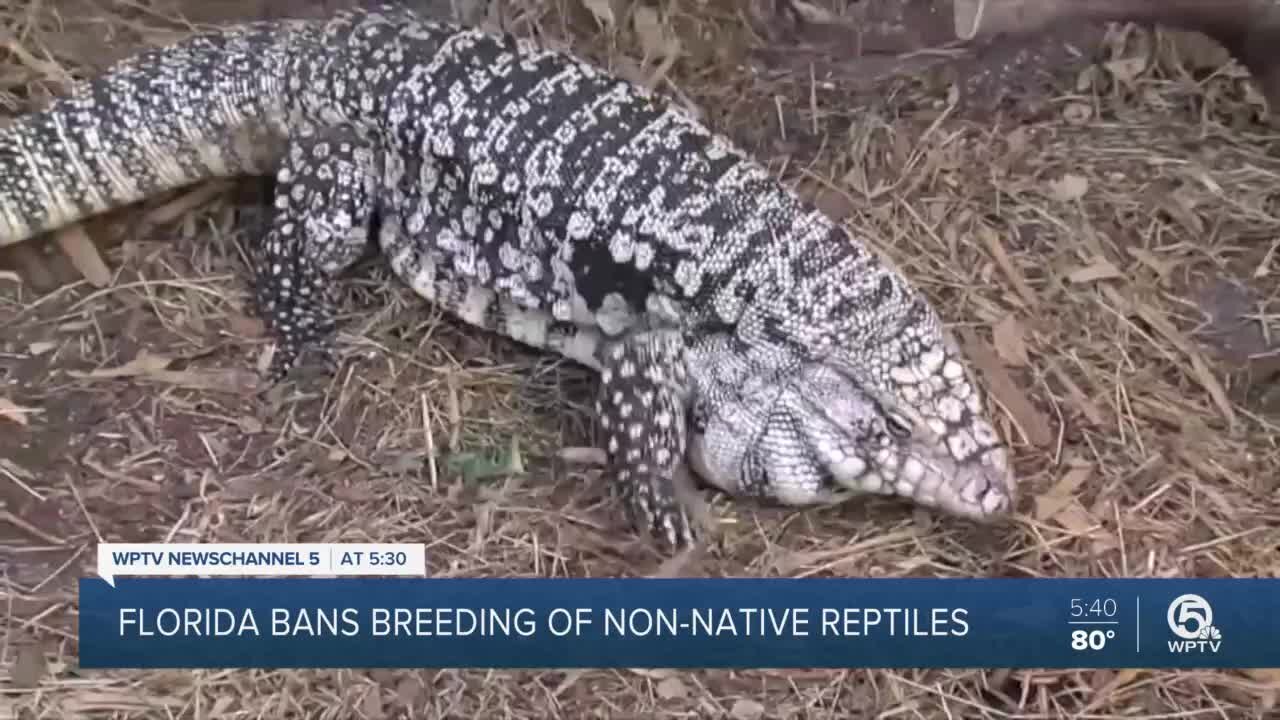 FWC takes 'bold stance' on non-native reptiles