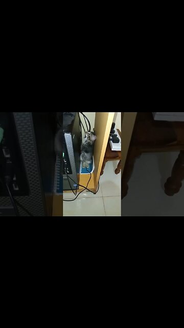 Adorable Kittens' Playtime Extravaganza! #cat #happyanimals