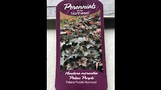 Palace purple alumroot