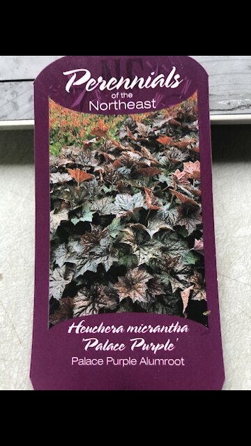 Palace purple alumroot