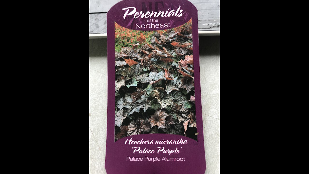 Palace purple alumroot