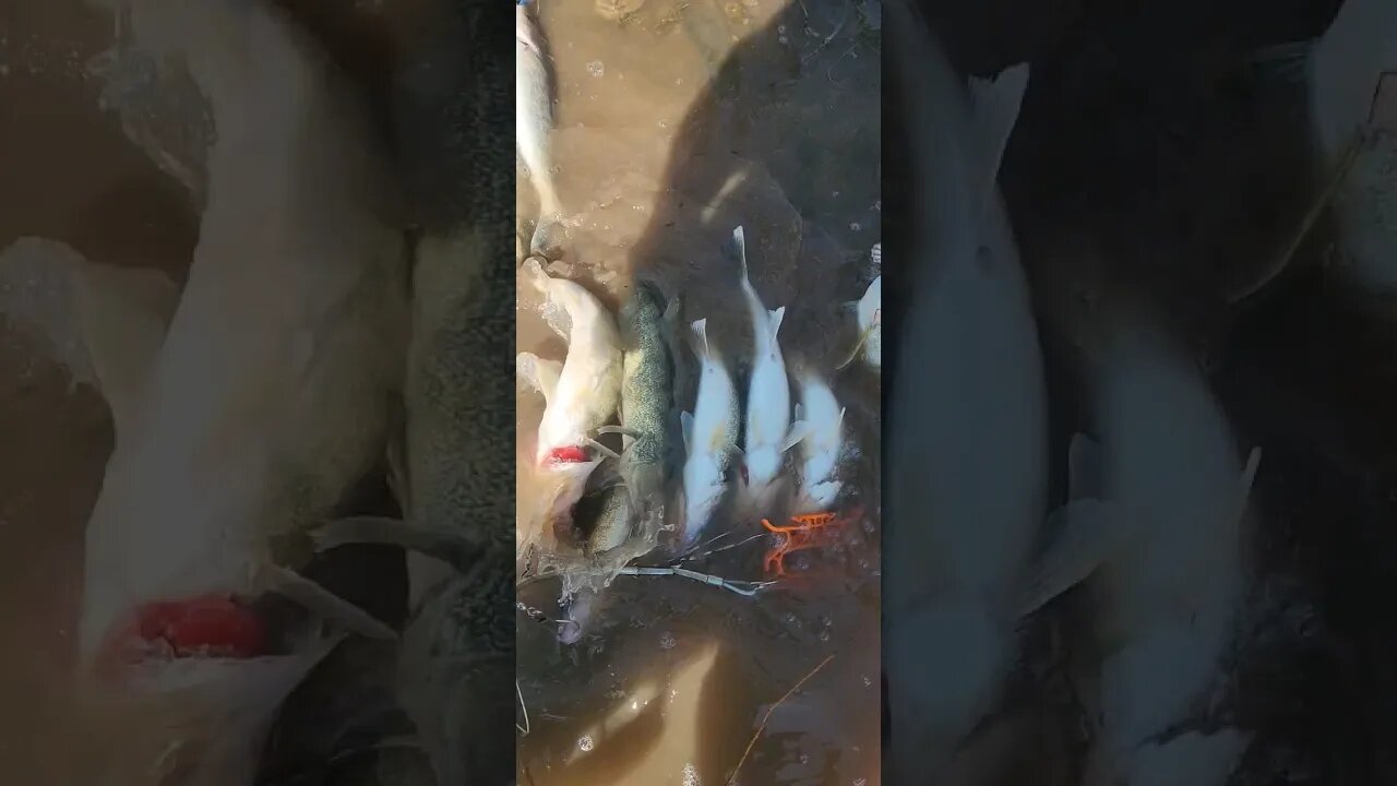 Got to get down on the Maumee River one more time! 4 man limit of Lake Erie Walleye!!