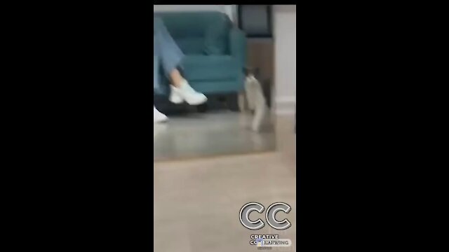 Must watch!! Hilarious cats and dogs fighting and playing