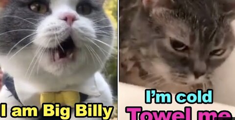 Talking Cats, These Cats can speak