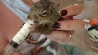 Timothy The squirrel Feeding Time