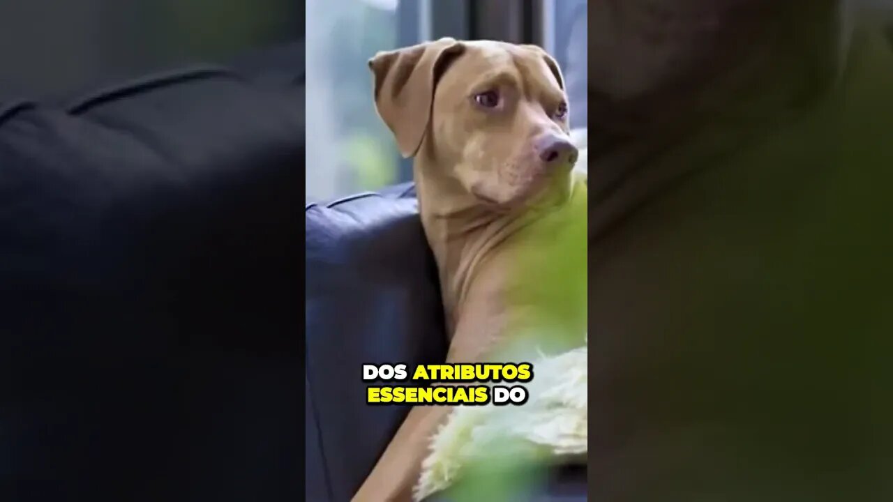 Descubra algo incrível sobre a espiritualidade dos animais que você não sabia