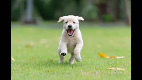 How To Make Dog Become Fully Aggressive and angry.