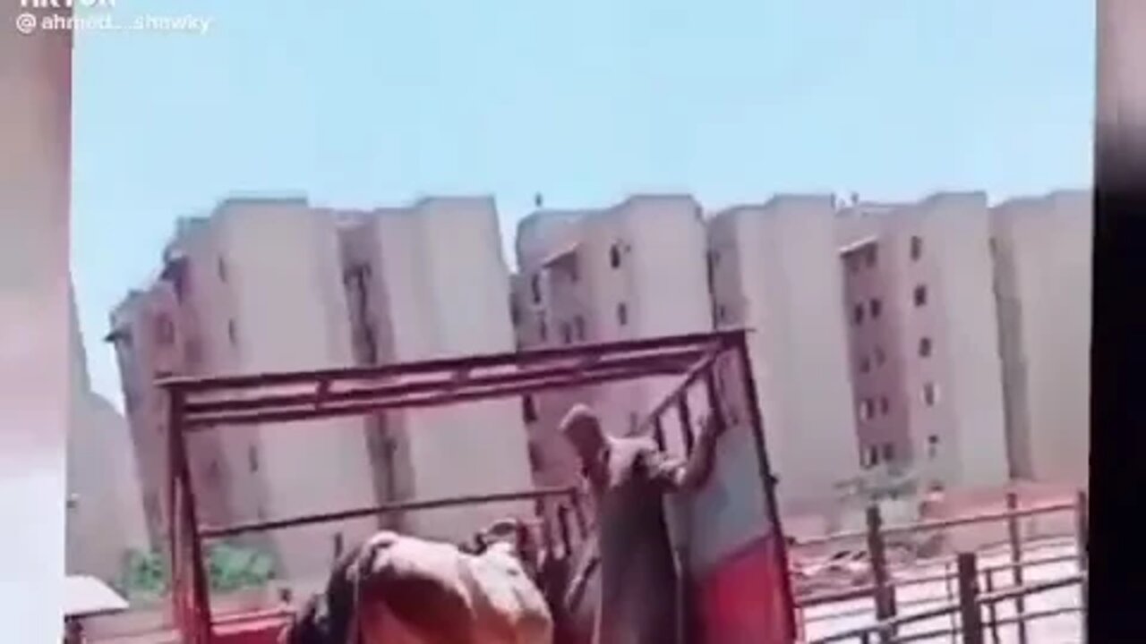 الثور2