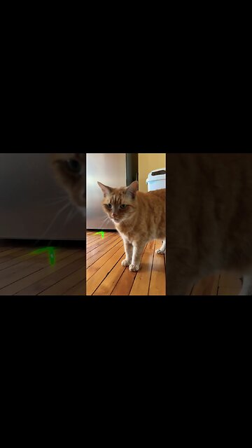 My Cat Screaming at me Through a Cat Door