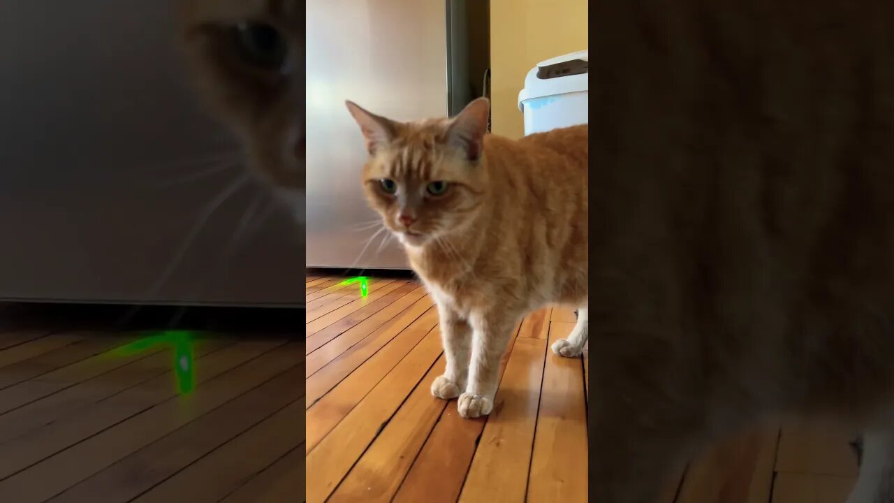 My Cat Screaming at me Through a Cat Door