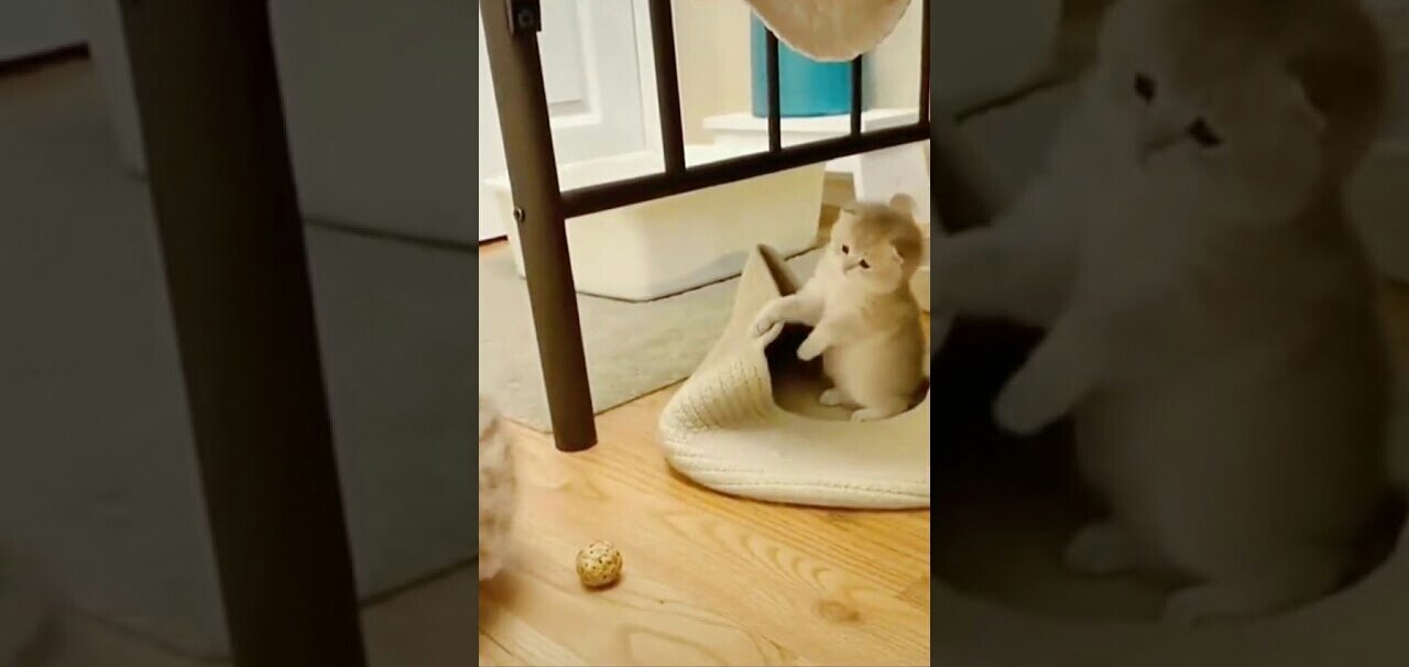 Wow, Cat funny video by Funnyking