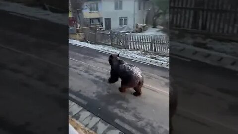Bear Being Relocated by Police Cars Using Sirens #trending #shorts 🐻😱