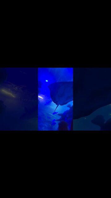 Stingray SEA LIFE Michigan Aquarium