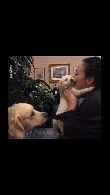 Jealous Dog Wants Puppy Back