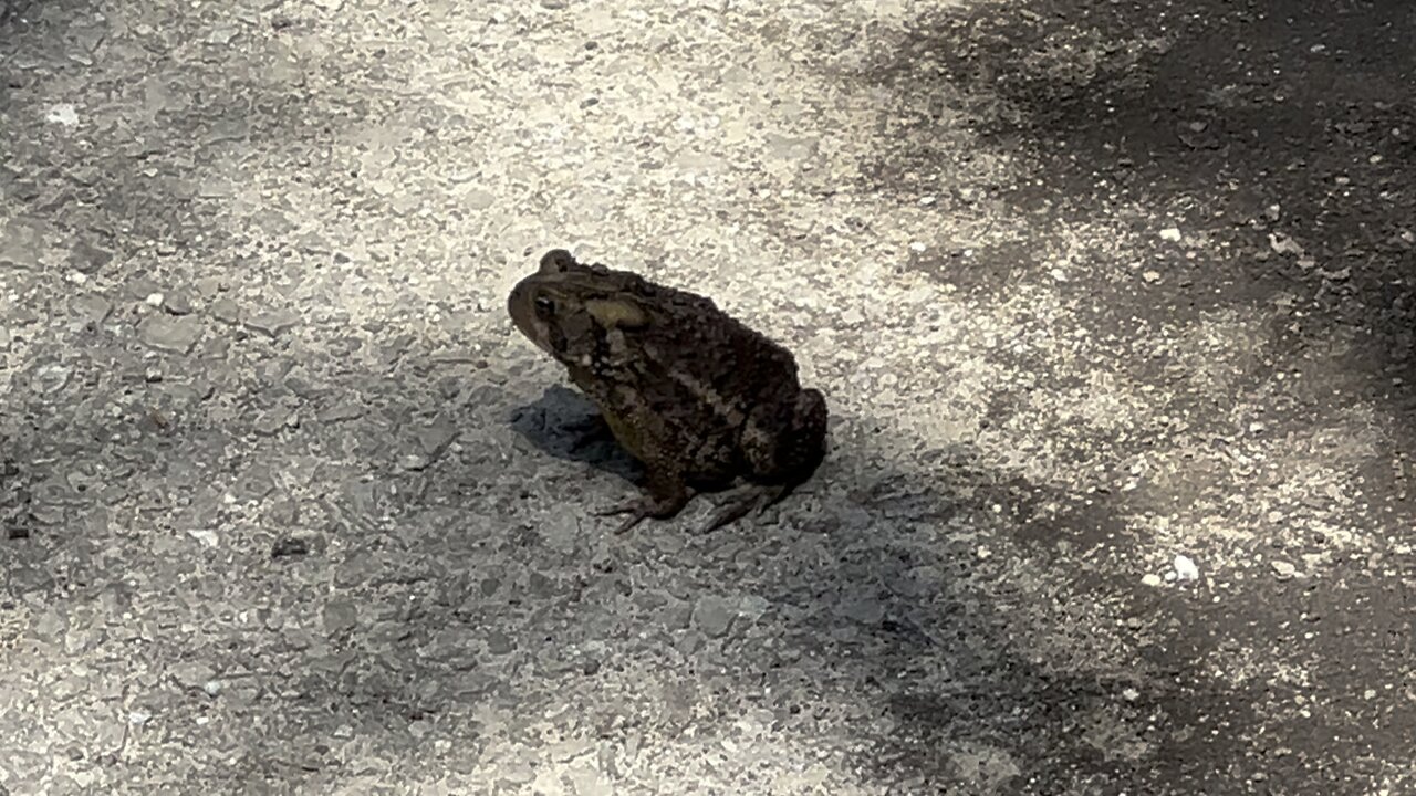 The frog from the game frogger 🤣