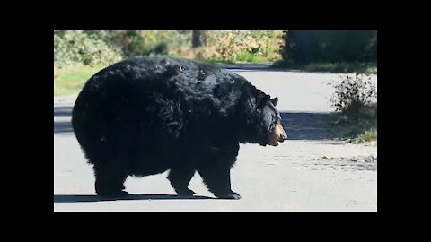 A realy round bear