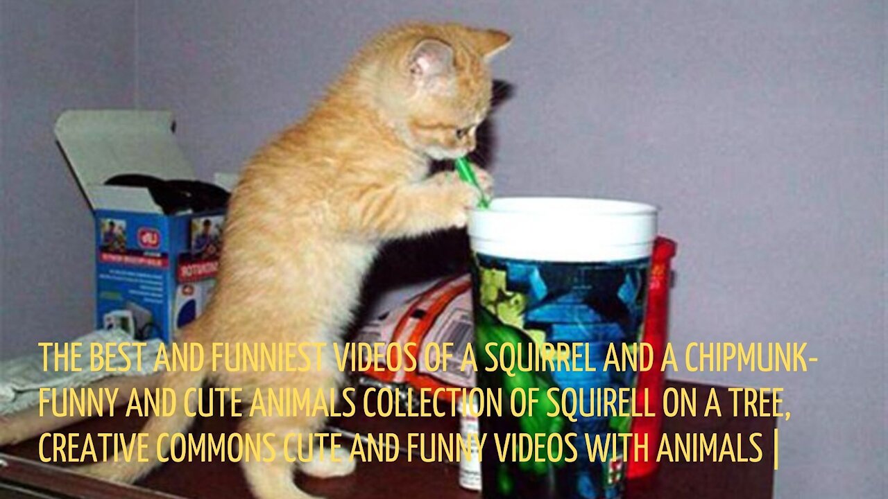 The best and funniest videos of a squirrel and a chipmunk - Funny and cute animals