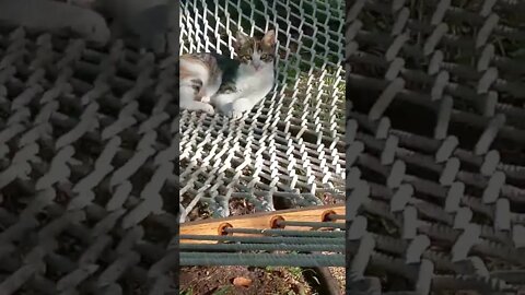 Hammock Kitty Busted Again.