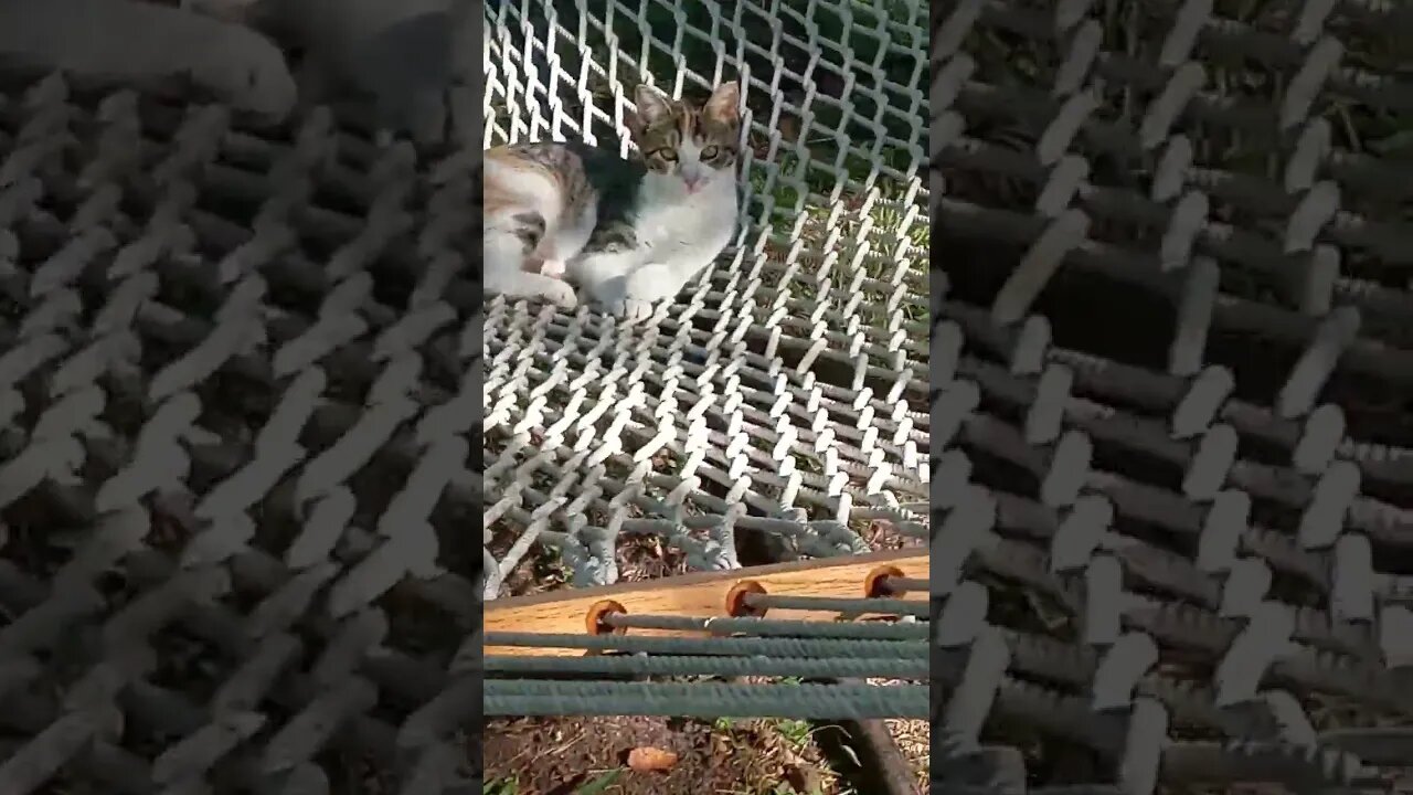 Hammock Kitty Busted Again.
