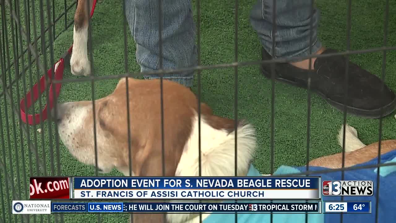 Beagle adoption at church over weekend