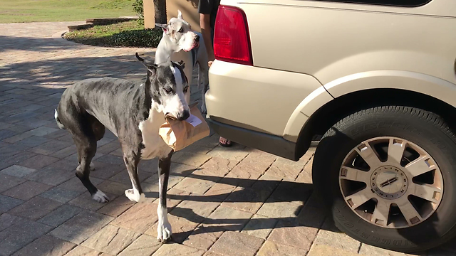 Happy Great Danes Love Publix Chicken Fingers Bag Lunch