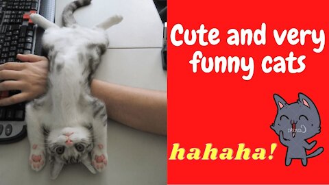 Cute and very funny cats to laugh with the whole family