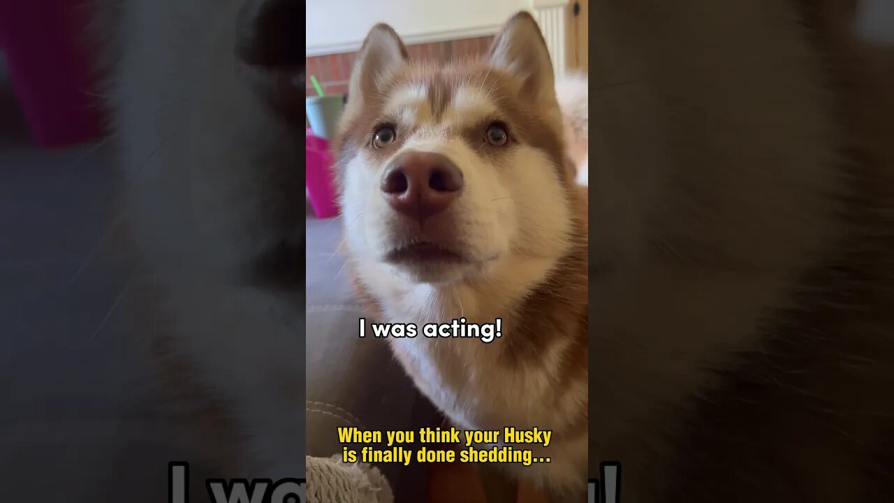 My husky tricked me!!