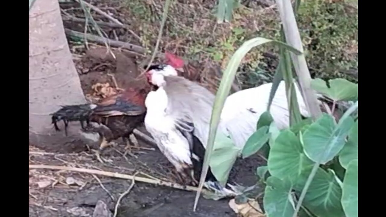 DUCK VS HEN ---- interesting fighting very very nice fighting