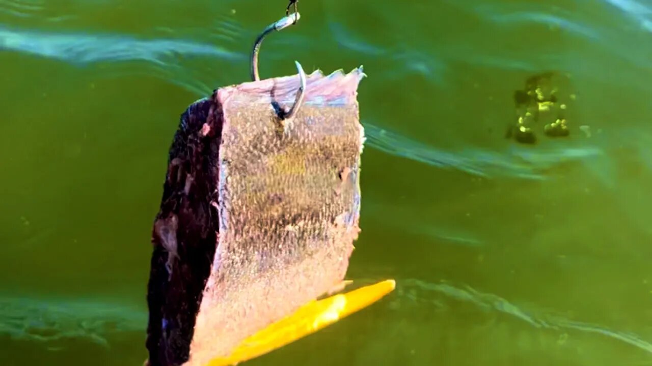 We Ran Some MASSIVE SHARK BAITS From The BEACH And Then This Happened #sharks #sharkfishing