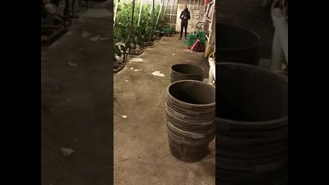 Greenhouse after the storm