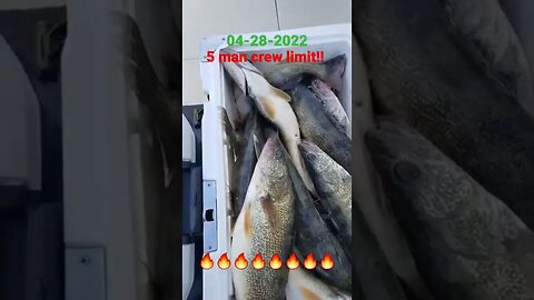 Killed it again this morning 5 man crew limit! before 1pm! 85-110 back 1.5mph 04-28-2022 back in am!