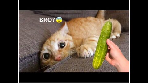 Best Friend Cute and Funny Animals Videos Compilation