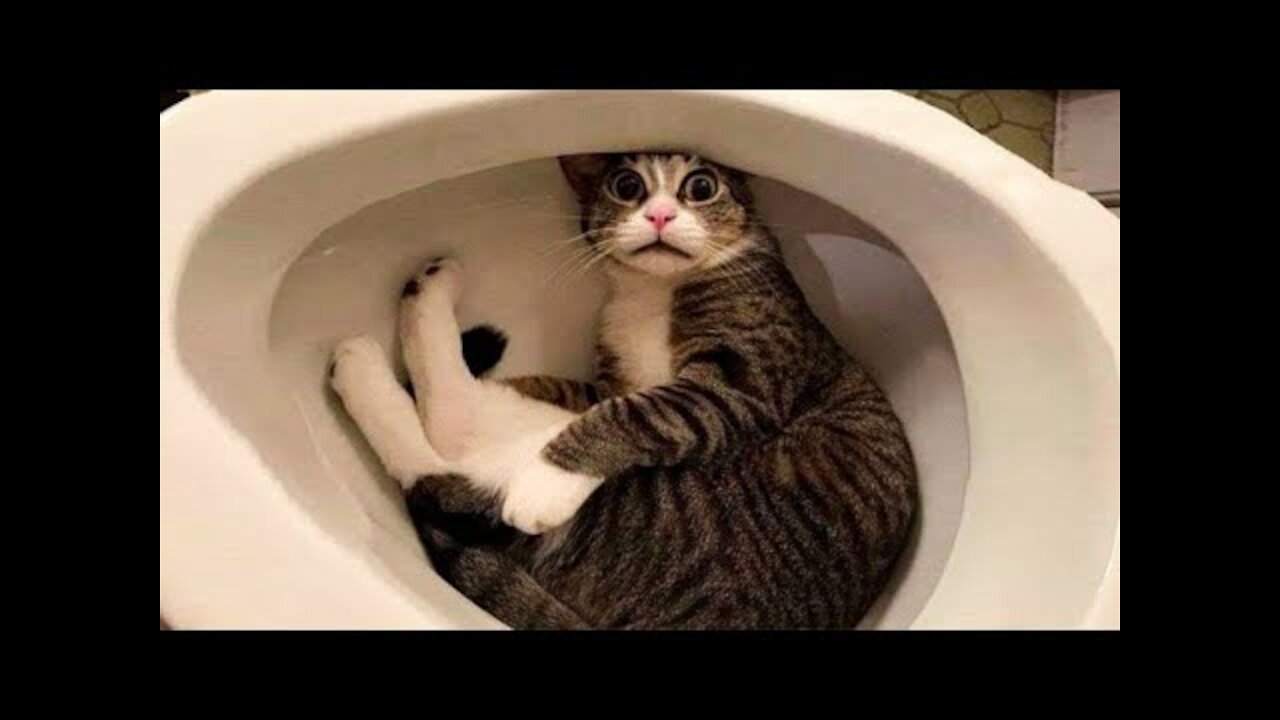 Omg So Cute Cats Best Funny Cat Videos 2021 good video