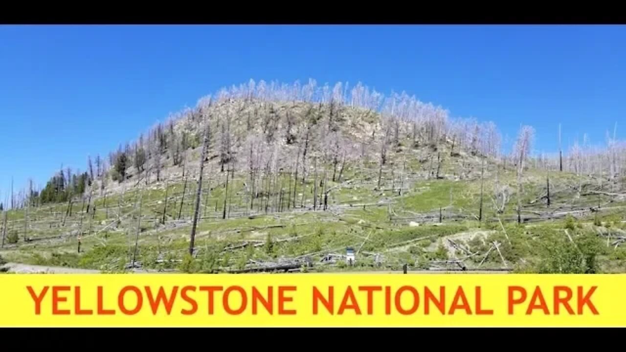 Yellowstone Update - Many Dead Trees & Steamboat Geyser Activity Hint at Eruption, July 2018