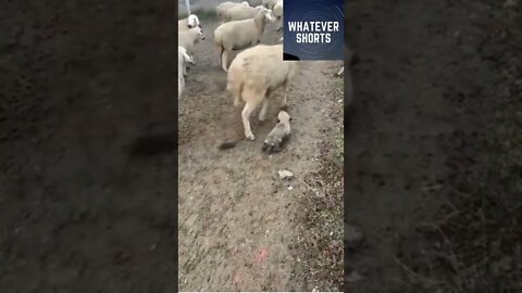 Young shepherd puppy getting started early #shorts #dog #puppy #sheep #animals