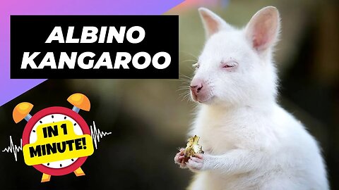 Albino Kangaroo - In 1 Minute! 🦘 One Albino Animal You Have Never Seen | 1 Minute Animals