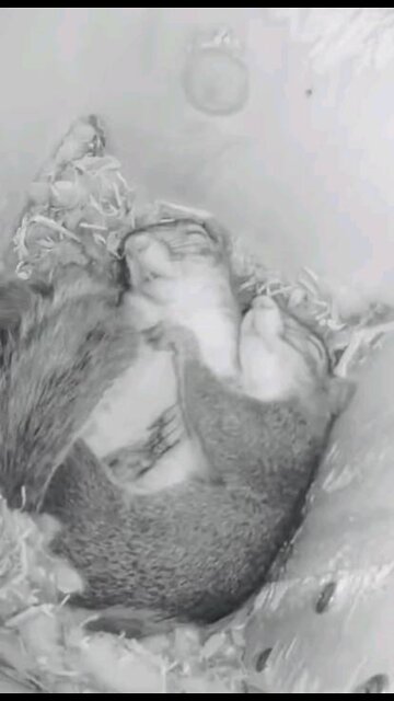 BEAUTIFUL ANIMALS SLEEPING