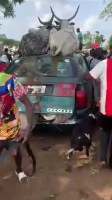 World record seven 7 cows in a small car!wonderful