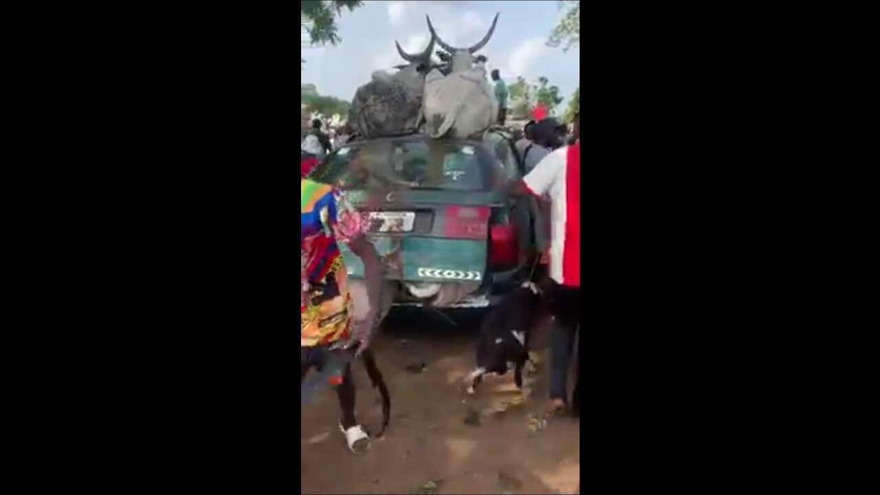 World record seven 7 cows in a small car!wonderful
