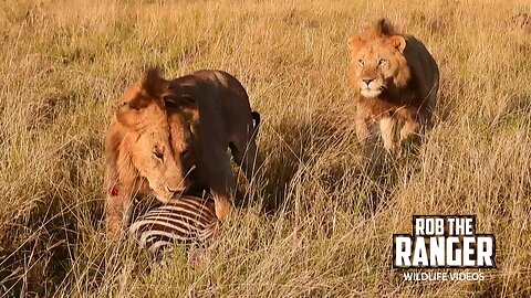 Nomadic Young Lions With A Zebra Meal | Lalashe Maasai Mara Safari