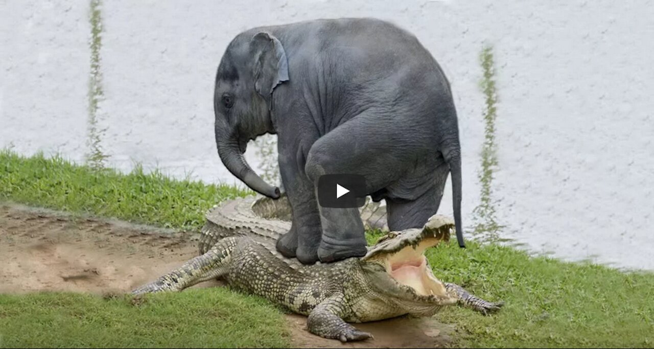 Baby Elephant Saved From Crocodile By Brave Elephant