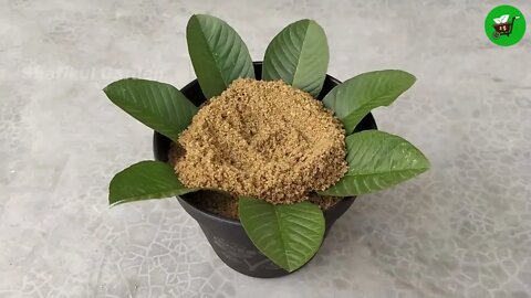 How to grow guava trees from guava leaves