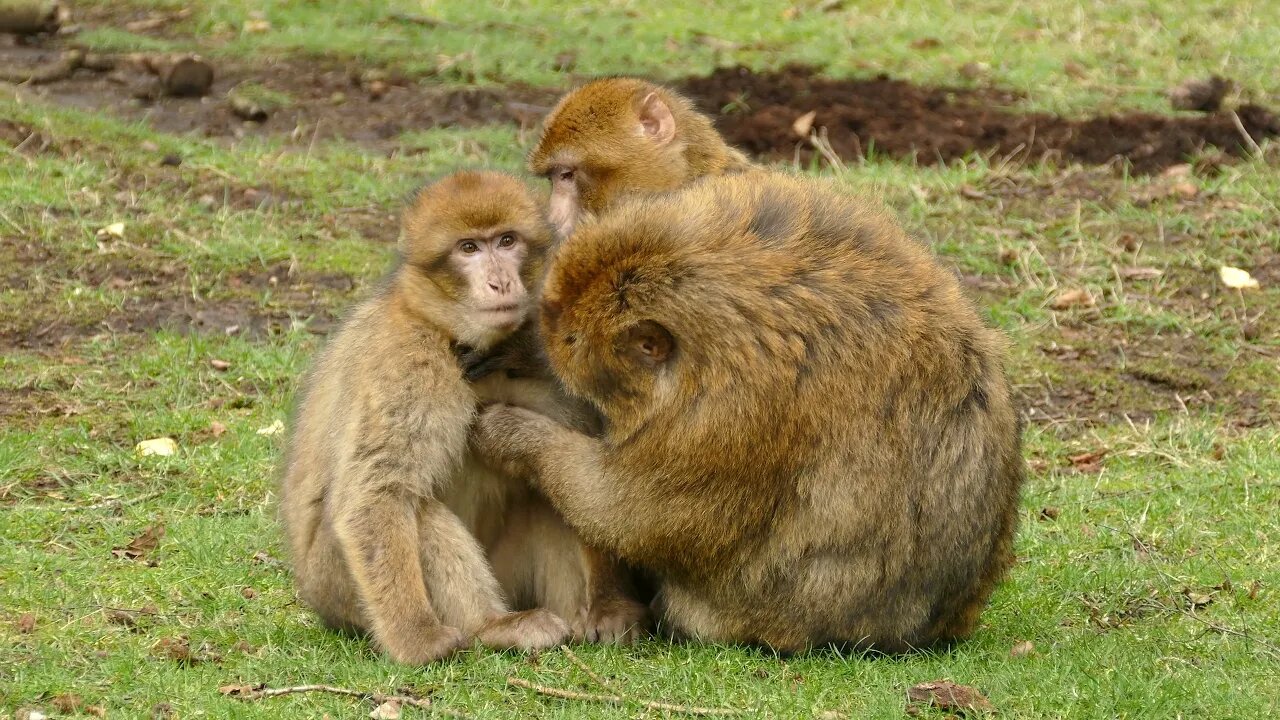 Monkey All family's enjoy animals #naturefuture
