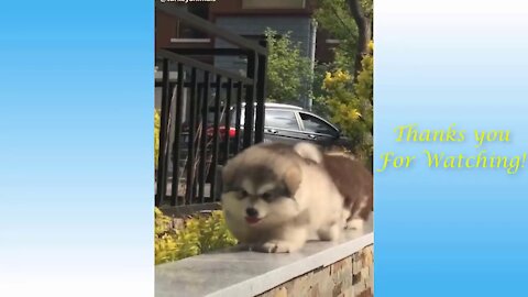 Funny Animal Videos - Impossible not to laugh - Funny Videos _10(720P_HD)